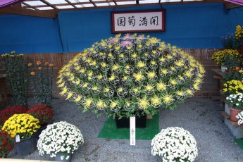 kwiaty021